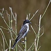 Eastern Kingbird, Anahuac N.W.R. Texas